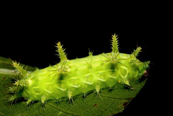 Caterpillar. Image credit: Kit Lee